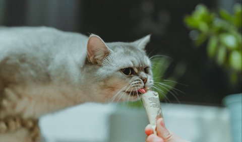 Seiring dengan itu, terdapat zat penting yang disebut taurin yang harus ada dalam makanan kucing.