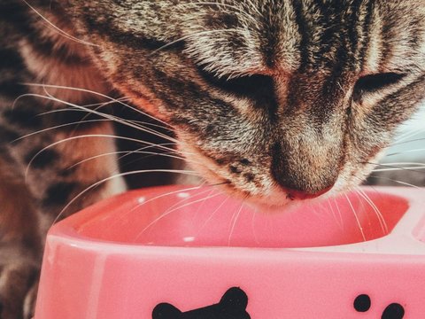 Sudah Tahu Belum Kalau 13 Makanan Ini Bisa Dimakan Kucing?