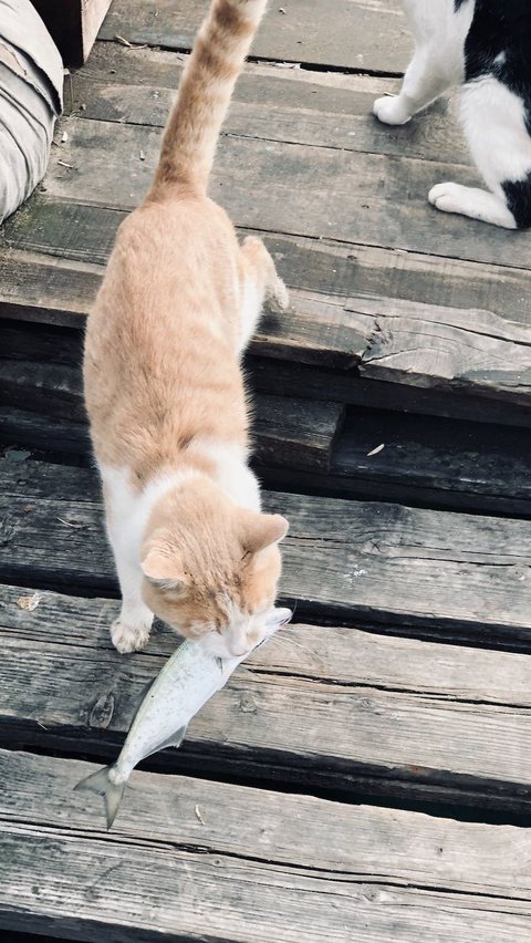 Tetapi ingatlah, meskipun beberapa makanan manusia aman untuk kucing, makanan khusus kucing tetap menjadi pilihan terbaik untuk memastikan asupan nutrisi yang tepat sesuai dengan kebutuhan mereka.