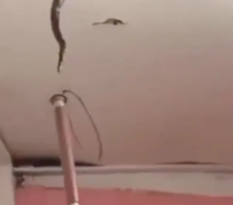 Belum diketahui lokasi kejadian tiga ular piton mendekam di plafon rumah itu. Yang pasti, video ini bikin netizen turut berkomentar. Ada yang keheranan tiga piton besar berada di plafon rumah.
