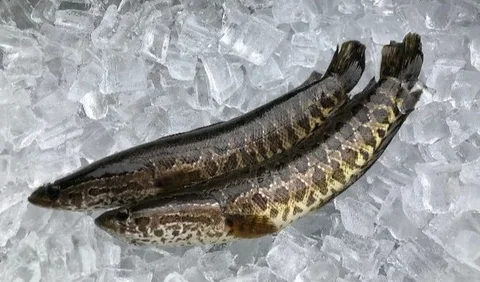 3. Ikan Gabus