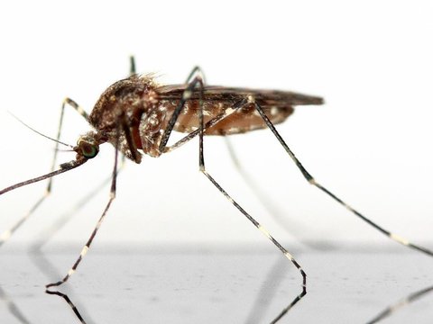 Fakta Penting Tentang Nyamuk
