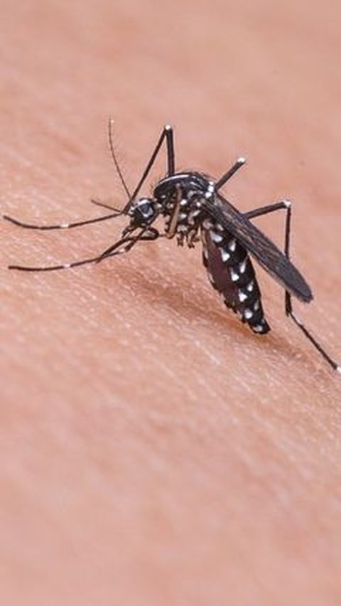 20 Agustus Peringati Hari Nyamuk Sedunia, Waspadai Risiko Penyakitnya