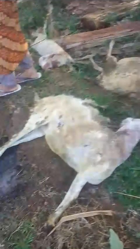 Teror Harimau, 9 Kambing di Batang Mati Dimangsa