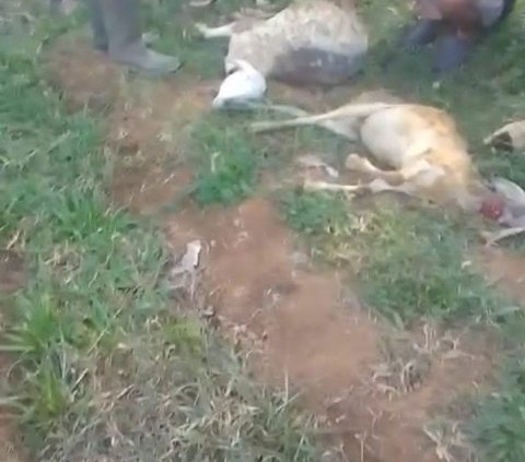 Teror Harimau, 9 Kambing di Batang Mati Dimangsa