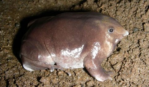 Para ilmuwan menggambarkan amfibi itu memiliki kulit halus keabu-abuan dengan campuran warna ungu, matanya yang kecil seperti manik-manik, dan moncongnya yang mirip babi dinilai cukup aneh.