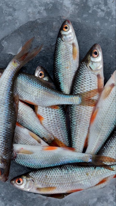 2. Ikan