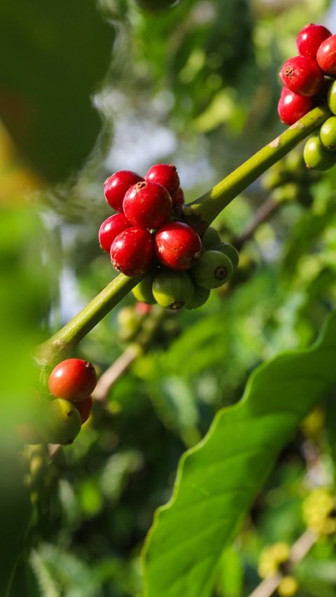 1. Kopi Robusta