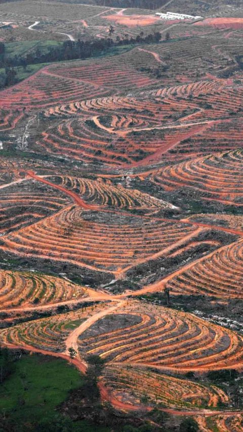 1. Deforestasi dan Penggundulan Hutan