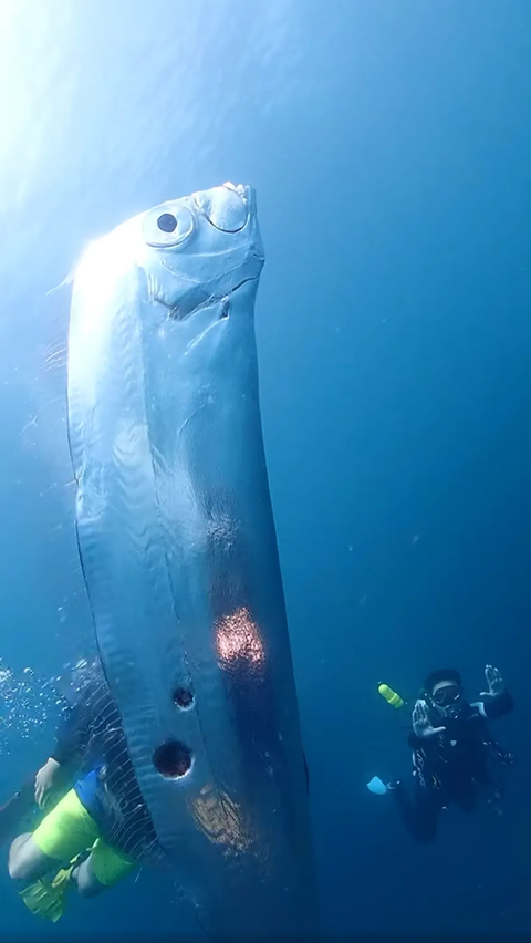 Discover 5 Surprising Facts About Oarfish: Mysterious Giants of the ...