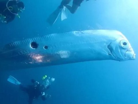 Discover 5 Surprising Facts About Oarfish: Mysterious Giants of the ...