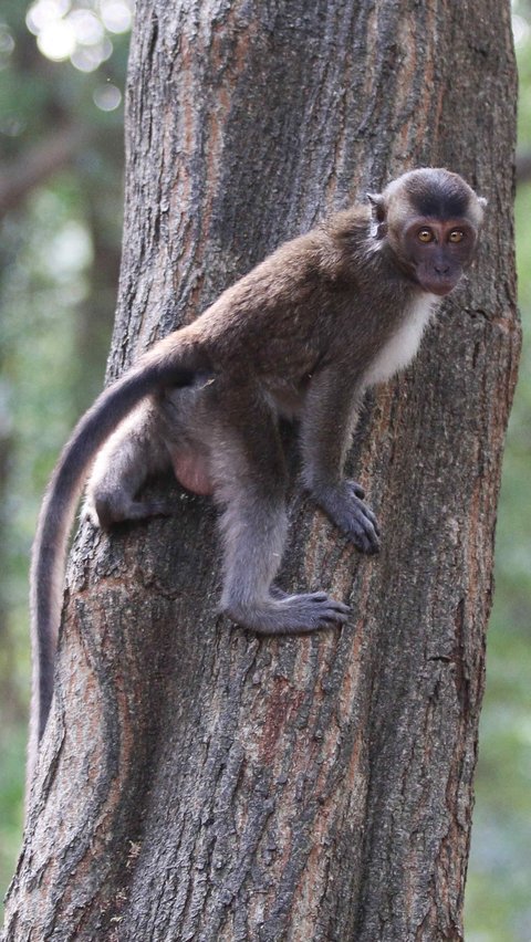 Salah satunya ada 30 ekor monyet panjang yang hidup di Kawasan Ekowisata Mangrove PIK.