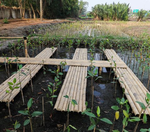 FOTO: Serunya Ekowisata Mangrove di Pantai Indah Kapuk, Pengunjung Bisa Memancing, Menanam Pohon hingga Berinteraksi dengan Hewan Endemik