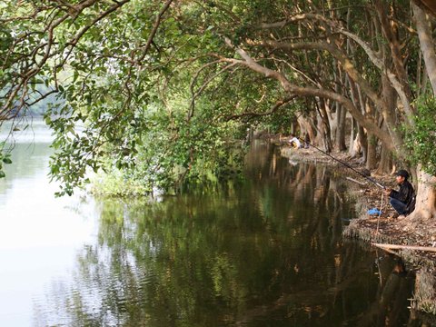 FOTO: Serunya Ekowisata Mangrove di Pantai Indah Kapuk, Pengunjung Bisa Memancing, Menanam Pohon hingga Berinteraksi dengan Hewan Endemik