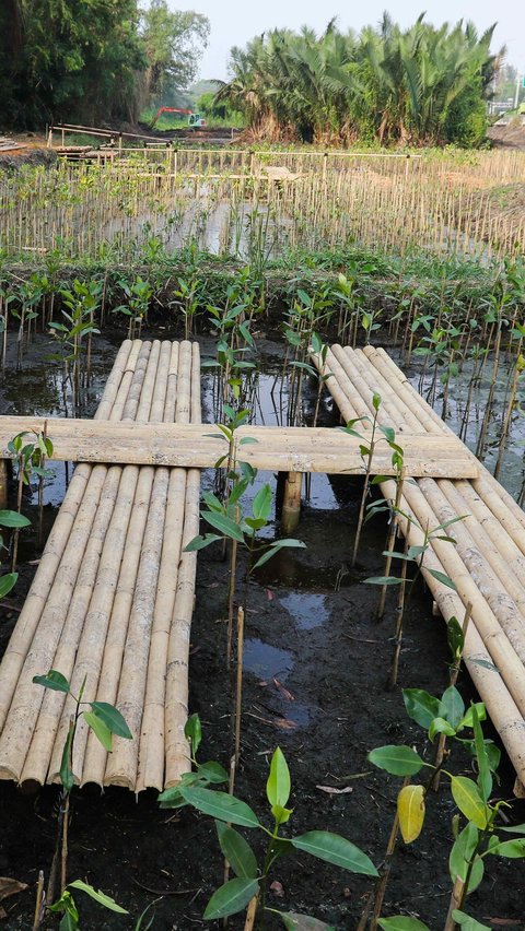 Mangrove juga memiliki kemampuan menyerap karbondioksida lima kali lebih banyak dibandingkan hutan tropis.