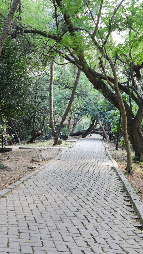 Selain terdapat banyak manfaat, Kawasan Ekowisata Mangrove PIK juga menjadi tempat wisata favorit masyarakat untuk menikmati akhir pekan.