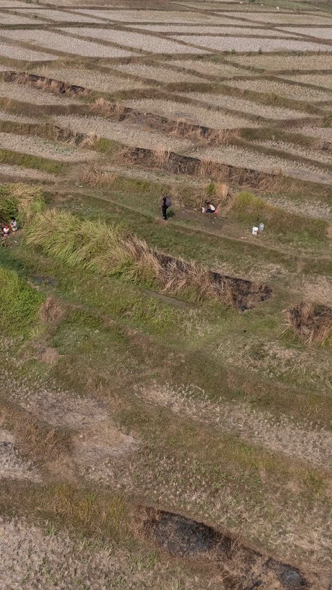 Kondisinya pun terlihat kering dan sangat memprihatinkan. Lahan pertanian yang hijau itu berubah menjadi gersang.