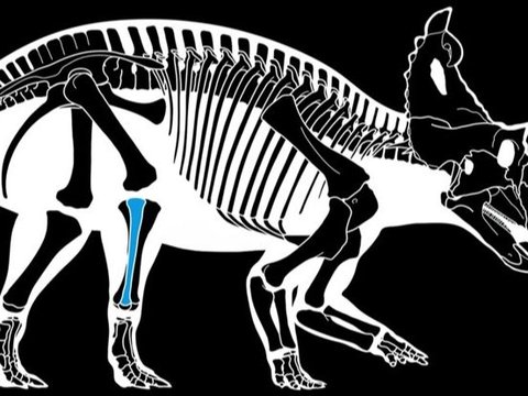 Tumor Ganas Pada Dinosaurus Ditemukan Untuk Pertama Kalinya, Sejenis Kanker Pada Manusia