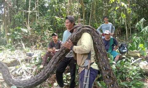 Geger Piton Raksasa Penunggu Kebun Pak Kades di Sulawesi, Tak Dikasih Ampun Warga Usai Ditangkap