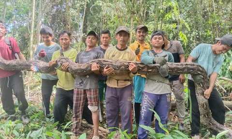 Geger Piton Raksasa Penunggu Kebun Pak Kades di Sulawesi, Tak Dikasih Ampun Warga Usai Ditangkap