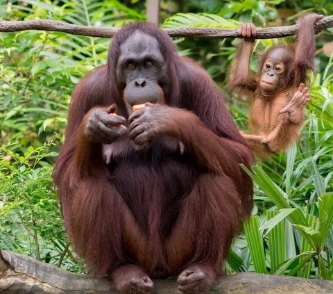 Kisah Dua Orang Utan Sumatera Korban Perdagangan Ilegal, Kini Belajar di Sekolah Hutan