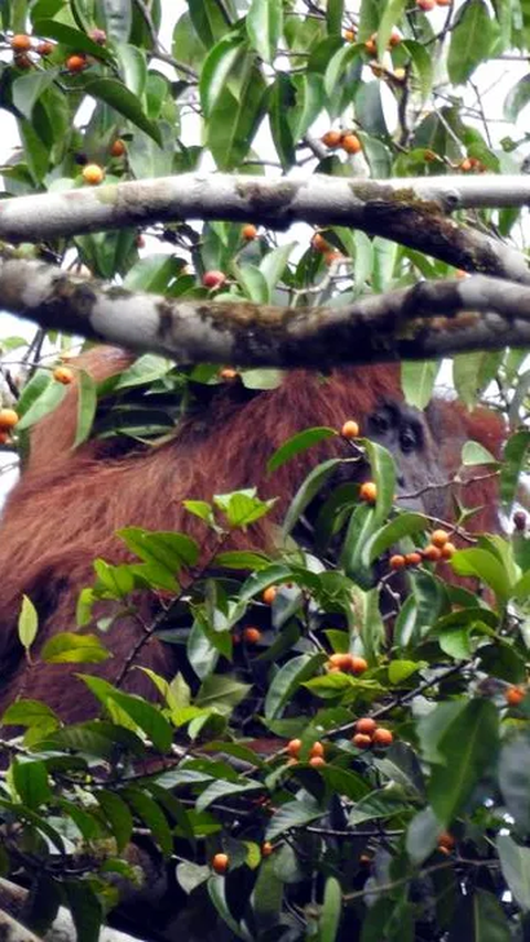 Kisah Dua Orang Utan Sumatera Korban Perdagangan Ilegal, Kini Belajar di Sekolah Hutan