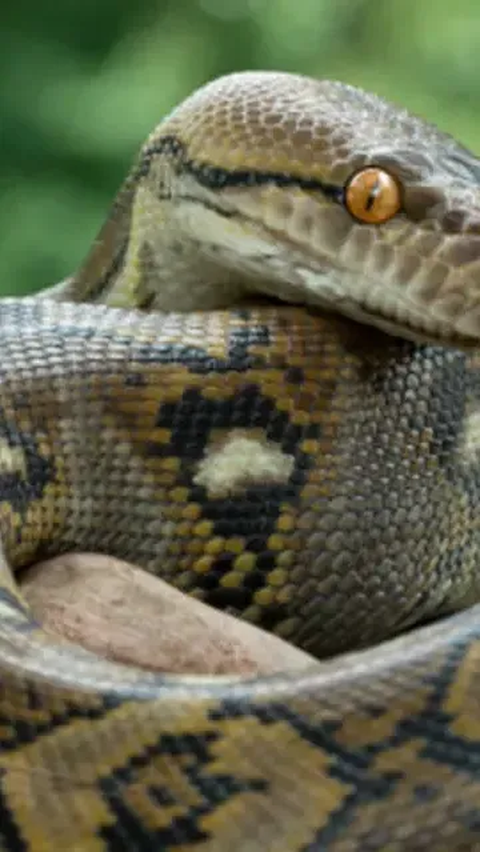 Geger Piton Raksasa Penunggu Kebun Pak Kades di Sulawesi, Tak Dikasih Ampun Warga Usai Ditangkap