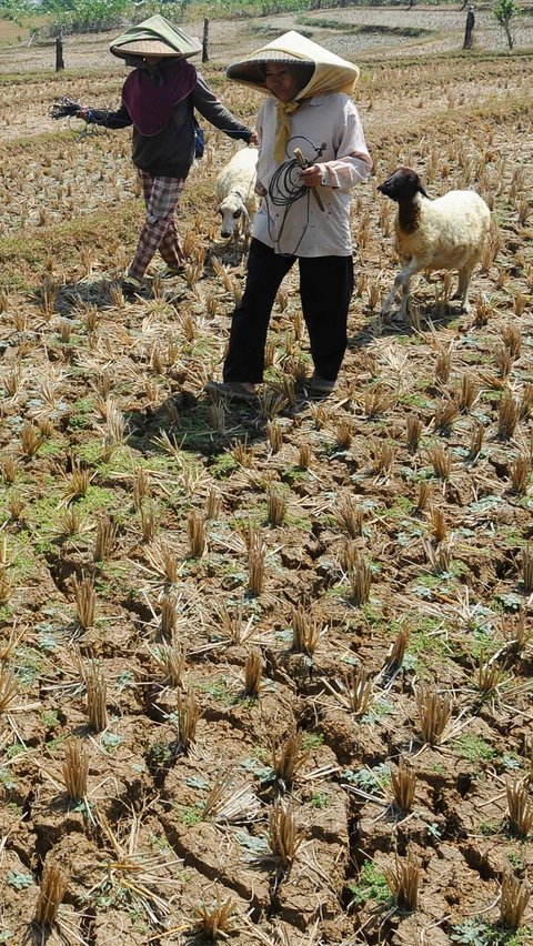 FOTO: Dampak El Nino, Ribuan Hektar Lahan Pertanian Warga di Cibarusah Bekasi Kekeringan