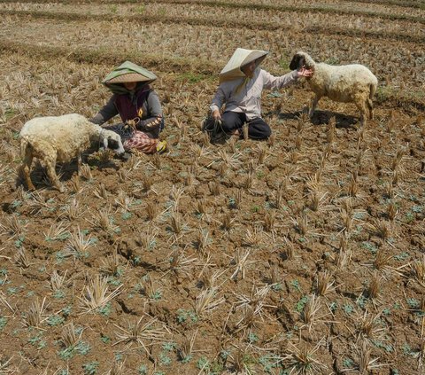 Lahan pertanian warga di kawasan Sirnajati, Cibarusah, Bekasi pada Senin (21/08/2023) terus mengalami kekeringan yang parah akibat musim kemarau akibat pengaruh fenomena El Nino.