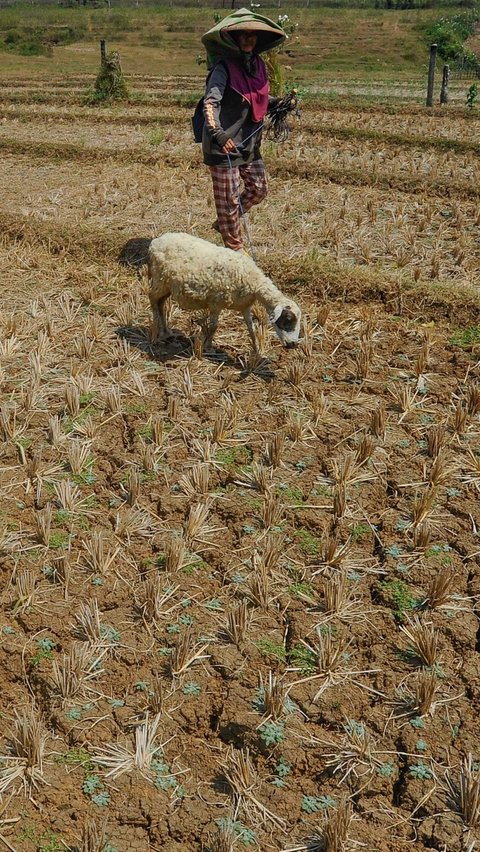 Dari data BMKG tersebut, Kementerian Pertanian (Kementan) pun mencatat, sebanyak 27.000 hektare (ha) lahan pertanian di Indonesia mengalami kekeringan.