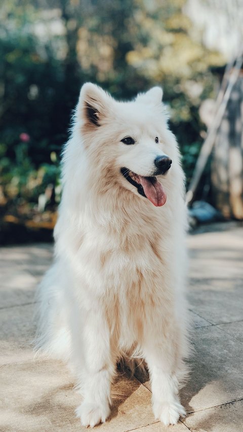 Bagaimana Anjing Berevolusi dari Serigala?