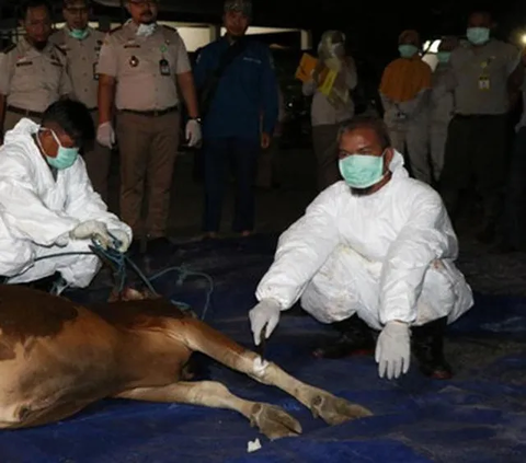 FAO Angkat Suara soal Badan Karantina Indonesia, Bisa Setara Australia dan AS