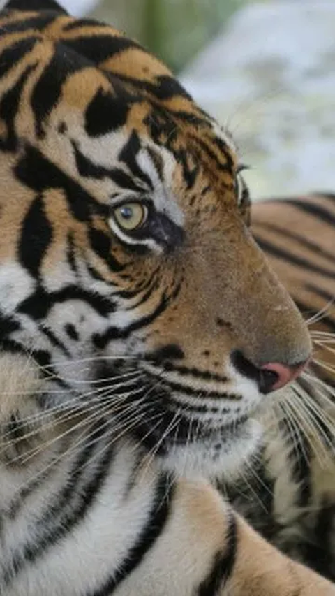 Teror Harimau di Desa Batang Bikin Gemeteran, Ada yang 'Bertamu' ke Rumah hingga Nyebur Septic Tank