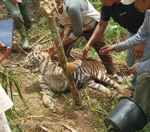 Tim gabungan yang terdiri dari petugas Balai Konservasi Sumber Daya Alam (BKSDA) Jawa Tengah bersama Dolphin Center telah turun ke lokasi cek bekas cakaran hingga gigitan.