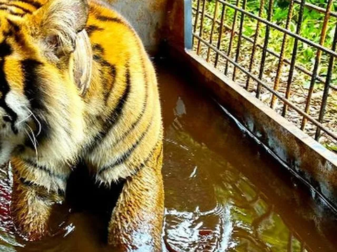 Teror Harimau di Desa Batang Bikin Gemeteran, Ada yang 'Bertamu' ke Rumah hingga Nyebur Septic Tank