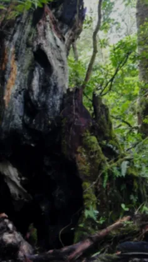 5. Pohon Bolong: Penunggu dan Mitos Penghilangan
