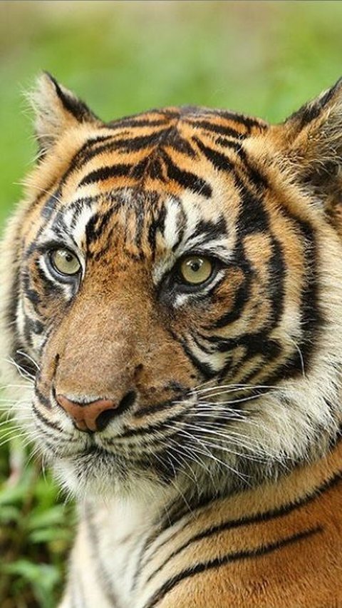 7. Cindaku atau Manusia Harimau: Legenda dan Kepercayaan Setengah Manusia Setengah Harimau