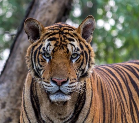 Mengenal Inyiak Balang, Bentuk Penghormatan Masyarakat Minang pada Harimau