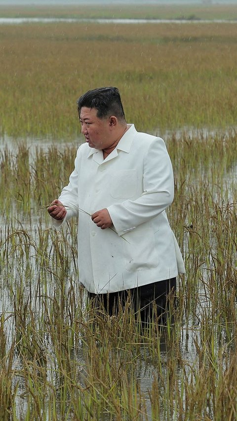 Dalam kunjungan tersebut Kim Jong-un nyemplung langsung ke sawah yang terendam banjir.