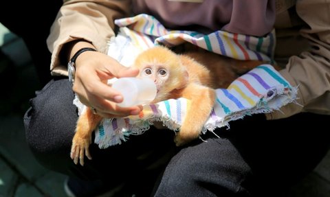 Ini Peran Bea Cukai Cegah Jual Beli Satwa Dilindungi