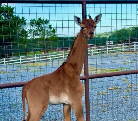 Sekitar tiga pekan yang lalu Kebun Binatang Bright di Johnson City, Tennessee, AS menyambut kehadiran anggota baru dari seekor induk jerapah yang melahirkan anaknya tanpa corak atau bintik-bintik di tubuhnya.