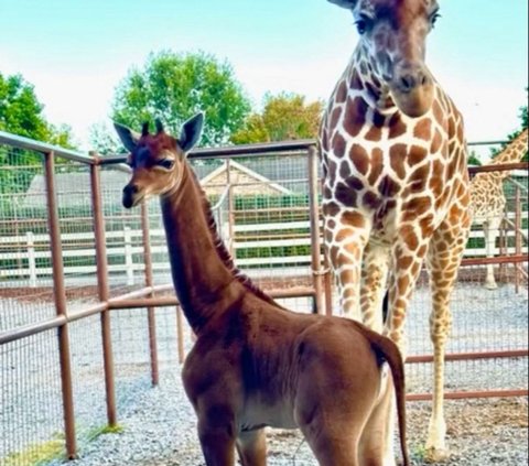 FOTO: Mengejutkan, Ada Jerapah Langka yang Lahir Tanpa Bintik di Kebun Binatang Amerika Serikat, Beginilah Penampakannya
