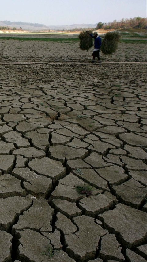 Kekeringan Dampak El Nino Terjadi, 3.618,5 Hektare Sawah di Bekasi Terancam Gagal Tanam
