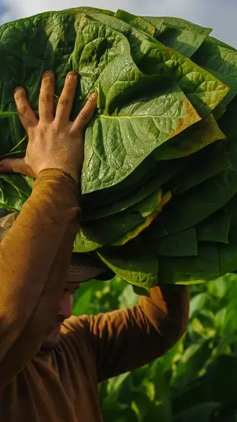 Menelusuri Sejarah Daun Emas Madura, Tembus Pasar Eropa pada Masa Perang Dingin