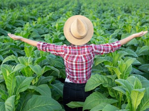 Menelusuri Sejarah Daun Emas Madura, Tembus Pasar Eropa pada Masa Perang Dingin