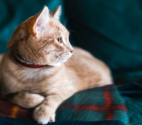 8 Jenis Suara Kucing yang Punya Arti Tertentu, Pemilik Anabul Wajib Tahu