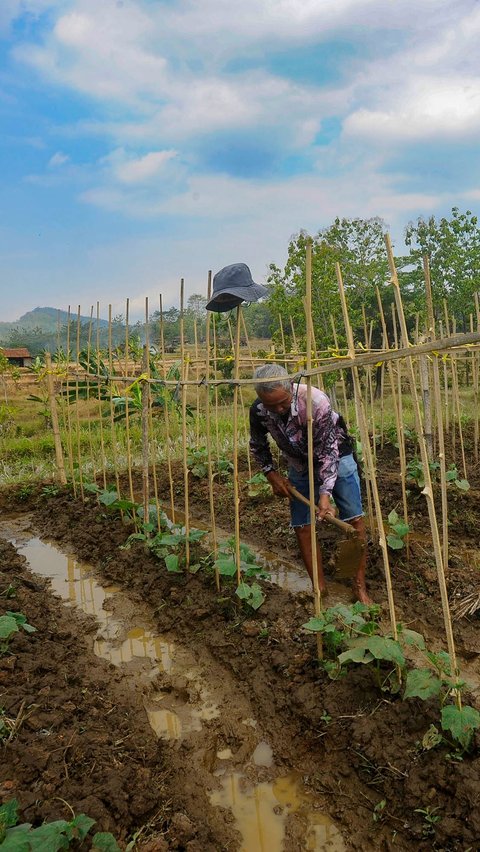 Adanya pembangkit listrik tenaga surya ini membuat aktivitas pertanian di Kabupaten Kuningan ini terus berdenyut meski dilianda musim kemarau.