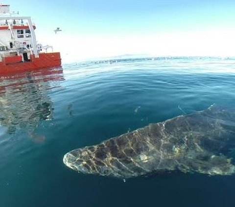 Hiu Ini Hewan Vertebrata Tertua di Dunia, Usianya Jauh Lebih Tua dari Amerika Serikat