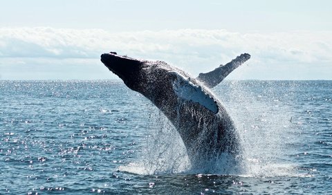 Dilansir dari laman uk.whales.org, disebutkan jika paus sangat penting dalam menjamin kesehatan laut dan membantu kita memerangi perubahan iklim.