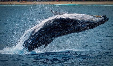 Disebutkan, jika paus dan lumba-lumba berperan penting dalam kemampuan laut dalam mengambil karbon dari atmosfer dan menguncinya.